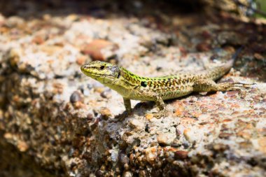 Kırsal kertenkele, Podarcis siculus güneş ışığı altında.