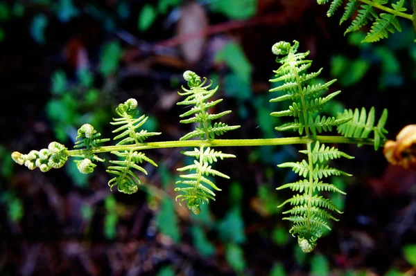 Foglie Felce Luce Del Giorno — Foto Stock