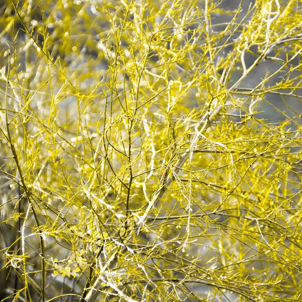 Hermosa hierba seca de otoño contra el sol . — Foto de Stock