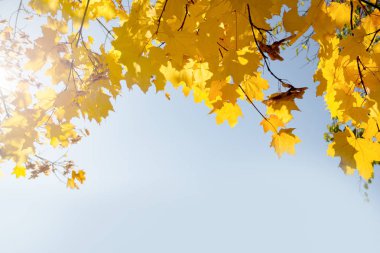 Sarı sonbahar akçaağaç yaprakları mavi.