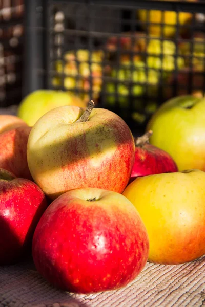 Des pommes naturelles sont sur la table près de la caisse avec des pommes . — Photo