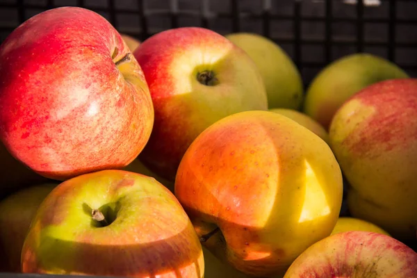 Natural eco-friendly belas maçãs na mesa . — Fotografia de Stock