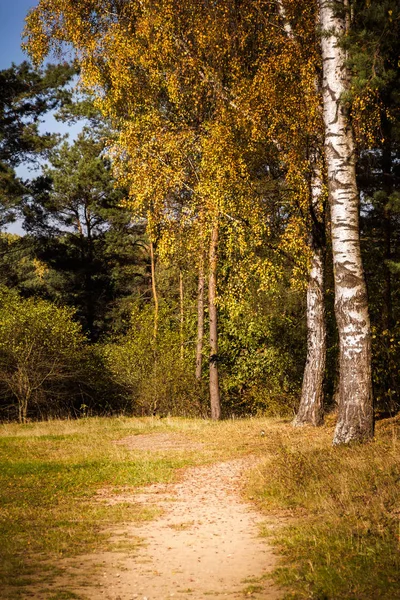 Path by birches in the autumn forest. — Stock Photo, Image
