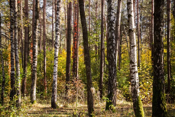 Prachtige berken in heldere herfst. — Stockfoto