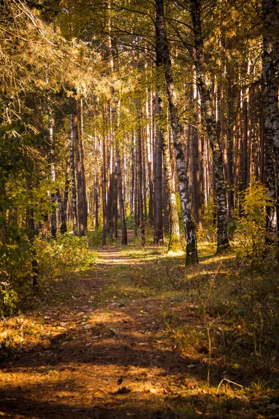 Autumn landscape in the forest. — Stock Photo, Image
