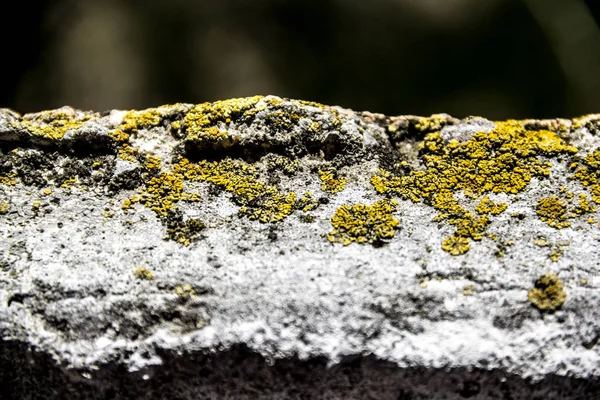 Old cement with green moss. — Stock Photo, Image