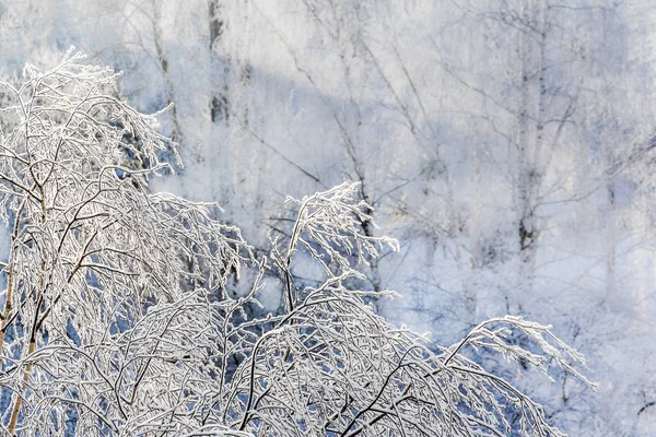 白桦树在霜冻中的分枝. — 图库照片