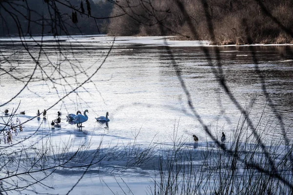 Cygnes et canards sur la rivière gelée . — Photo