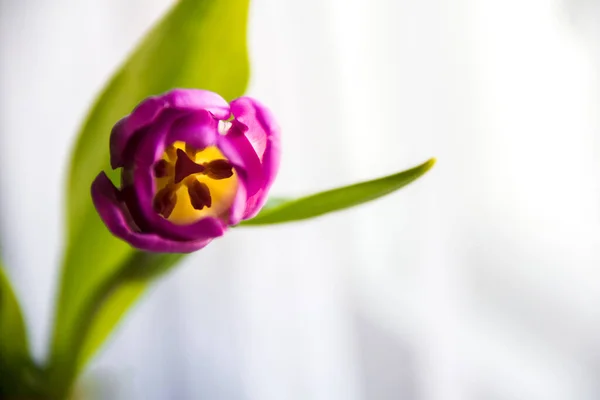 Uma Linda Tulipa Rosa Pela Janela Grande — Fotografia de Stock