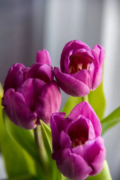 Three Pink Beautiful Tulips Vertical Frame — Stock Photo, Image