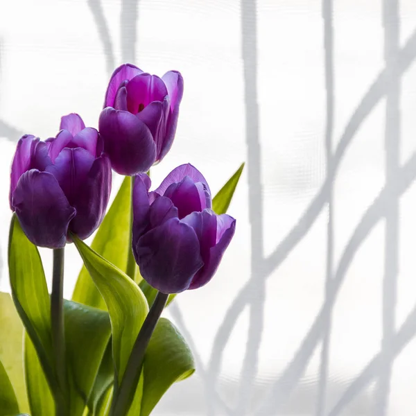 Три Фиолетовых Тюльпана Окна — стоковое фото