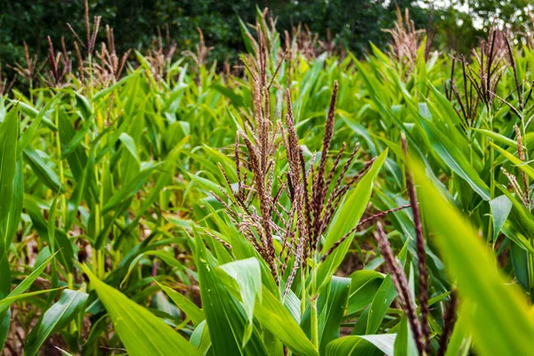 Green corn field in summer with unripened corn. Horizontal frame.