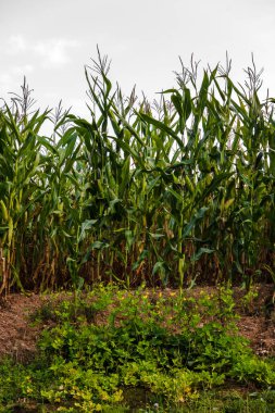 Bir yaz gününde mısır tarlası. Tohum için mısır yetiştiriyorum. Dikey fotoğraf. Yakın plan..