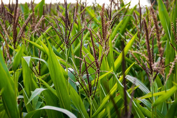Zelené Kukuřičné Pole Létě Nezralou Kukuřicí Vodorovný Rám Průměrný Plán — Stock fotografie