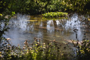 Nehirde yeşil çamur.