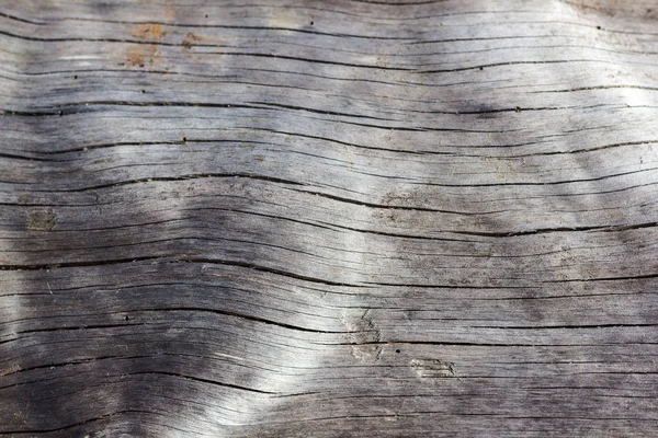 Rough Texture Tree Bark — Stock Photo, Image