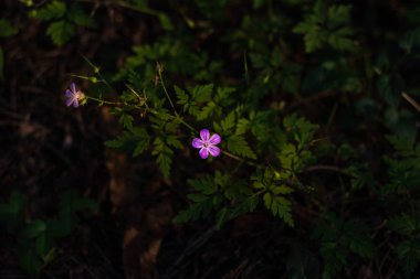 Koyu yeşil arka planda açan pembe küçük çiçeklerin üst görüntüsü.