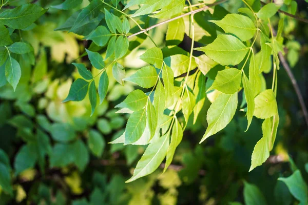 Folhas Nos Galhos Das Árvores Fundo Bonito Verde Com Lugar — Fotografia de Stock