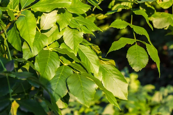 Folhas Verdes Nos Galhos Das Árvores Fundo Bonito Com Lugar — Fotografia de Stock