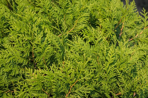 Красивый Зеленый Фон Изгородь Туджи — стоковое фото