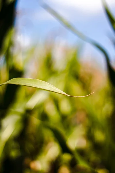 Zaměření Zelený List Kukuřice — Stock fotografie