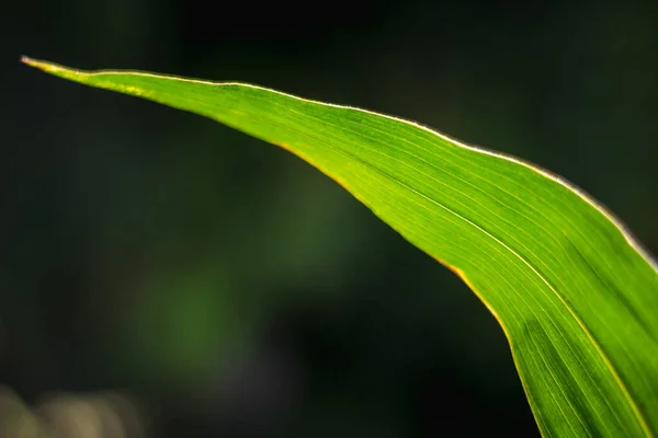 Dlouhý Zelený List Kukuřice Místem Pro Text — Stock fotografie