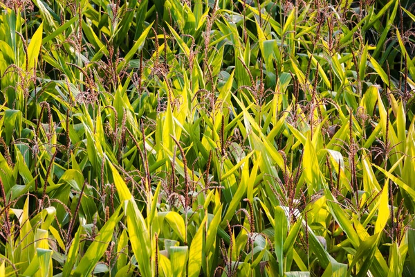 Kukuřičné Pole Vystřeleno Shora Detailní Záběr — Stock fotografie
