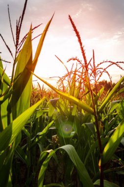 Mısır tarlası. Mısır yetiştiriyorum. Dikey fotoğraf. Yakın plan..