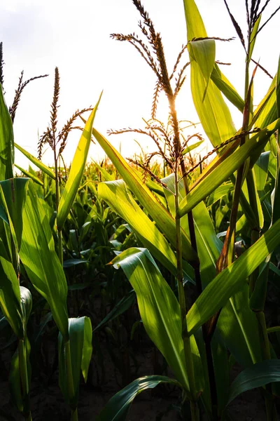 Corn field on a summer day. Growing corn. Vertical photo. Close-up.