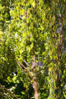 Baharda güzel yeşil huş yaprakları.