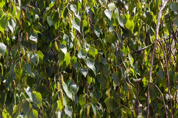 Textuur Van Berkenbladeren Het Voorjaar — Stockfoto
