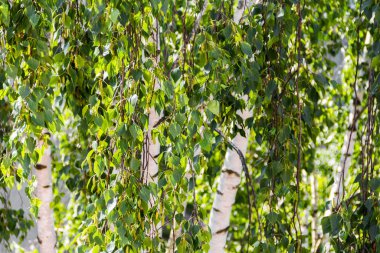 Güzel huş ağacı ve yeşil yapraklar. Şehirdeki ekoloji kavramı. Dikey çerçeve.