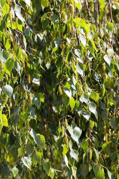 Bétula Bonita Folhas Verdes Conceito Ecologia Cidade — Fotografia de Stock