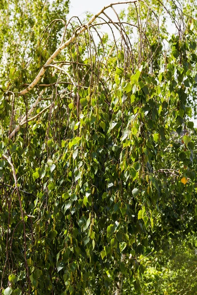 Krásná Bříza Zelené Listy Slunečními Paprsky Ekologický Koncept Městě — Stock fotografie