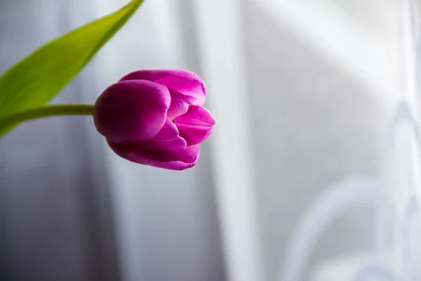 Один Розовый Красивый Тюльпан Большой — стоковое фото