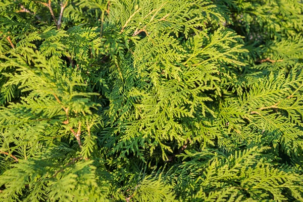 Hermosa Thuja Como Fondo Con Textura — Foto de Stock