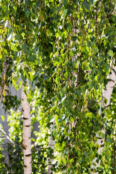 Bétula Bonita Folhas Verdes Bétula Bonita Folhas Verdes Quadro Vertical — Fotografia de Stock