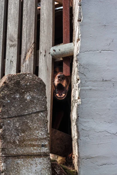 Cão Raivoso Ladra Por Trás Uma Cerca — Fotografia de Stock