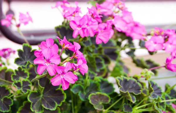 Roze Pelargonium Geranium Bloem Plant Close Mooie Achtergrond Voor Een — Stockfoto