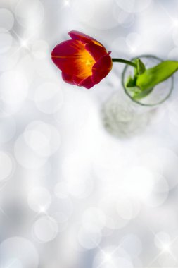 Kırmızı güzel lale Bokeh 'in arka planında yakın plan..
