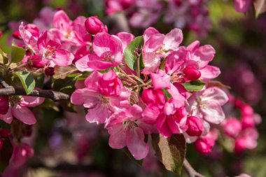 Bir elma ağacının güzel pembe çiçekleri..
