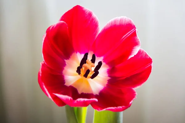 Vermelho Bonito Tulipa Closeup Para Feriado — Fotografia de Stock