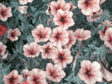 Yaz günü bahçede küçük petunya çiçekleri.