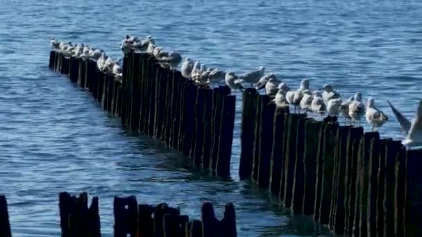 Gabbiani Nella Colonia Uccelli Marini Del Mar Nero — Video Stock