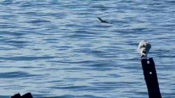 Gaivotas Colônia Aves Marinhas Mar Negro Vídeo De Bancos De Imagens