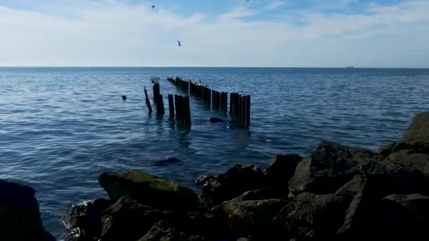 Mouettes Dans Colonie Oiseaux Marins Mer Noire — Video