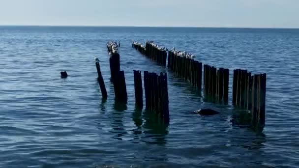 黒海から海鳥のコロニーのカモメ — ストック動画