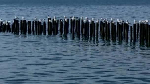 Möwen Der Kolonie Der Seevögel Aus Dem Schwarzen Meer — Stockvideo