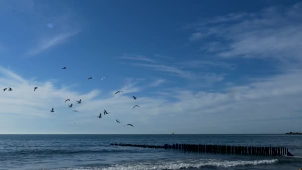 Mewy Kolonii Ptaki Morskie Morza Czarnego — Wideo stockowe