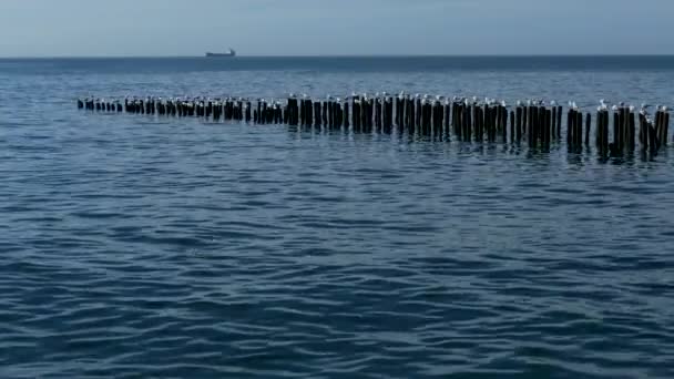 Mouettes Dans Colonie Oiseaux Marins Mer Noire — Video